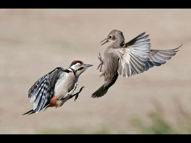 JuvenileWoodpeckerAttackingStarling.jpg